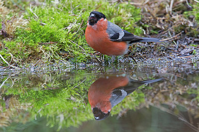 BUITEN BEELD Foto: 236025