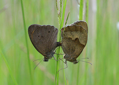 BUITEN BEELD Foto: 236035