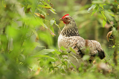 BUITEN BEELD Foto: 236045