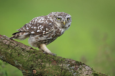 BUITEN BEELD Foto: 236060