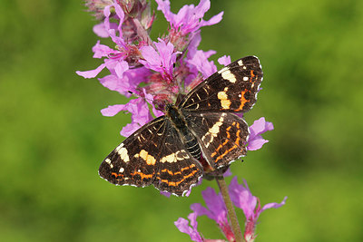 BUITEN BEELD Foto: 236082