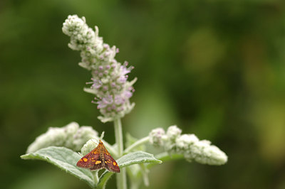 BUITEN BEELD Foto: 236094
