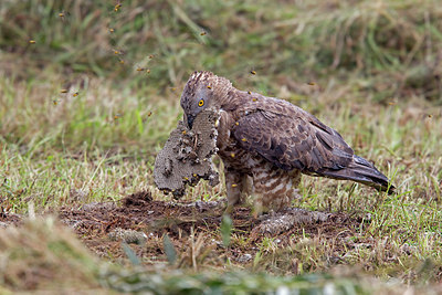 BUITEN BEELD Foto: 236164