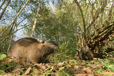 BUITEN BEELD Foto: 236167