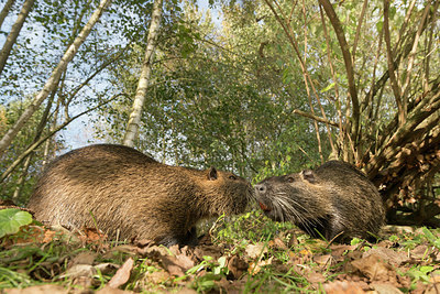 BUITEN BEELD Foto: 236168