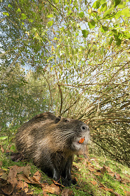 BUITEN BEELD Foto: 236170