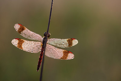 BUITEN BEELD Foto: 236176