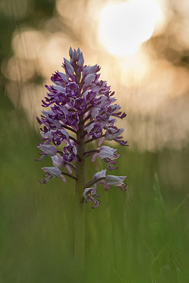 BUITEN BEELD Foto: 236184