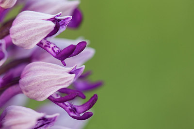 BUITEN BEELD Foto: 236185