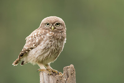 BUITEN BEELD Foto: 236186