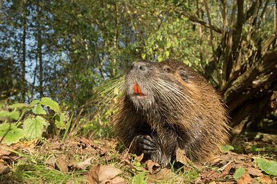BUITEN BEELD Foto: 236189