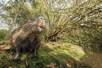 BUITEN BEELD Foto: 236191