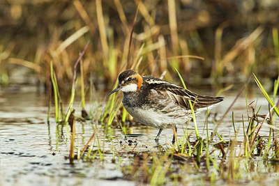 BUITEN BEELD Foto: 236196