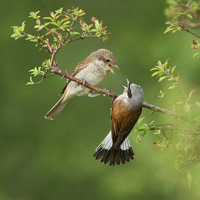 BUITEN BEELD Foto: 236227