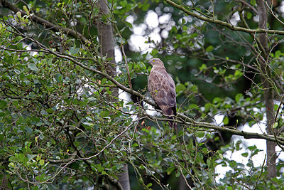 BUITEN BEELD Foto: 236243