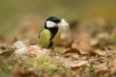 BUITEN BEELD Foto: 236266
