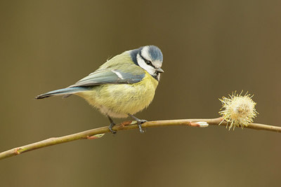 BUITEN BEELD Foto: 236269