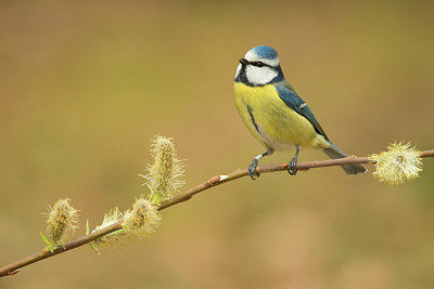 BUITEN BEELD Foto: 236270