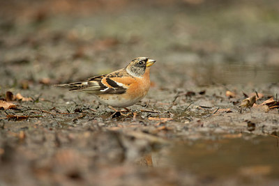 BUITEN BEELD Foto: 236271