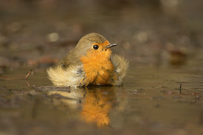 BUITEN BEELD Foto: 236275