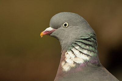 BUITEN BEELD Foto: 236276
