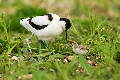 BUITEN BEELD Foto: 236285
