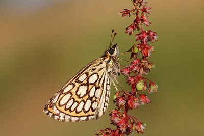 BUITEN BEELD Foto: 236292
