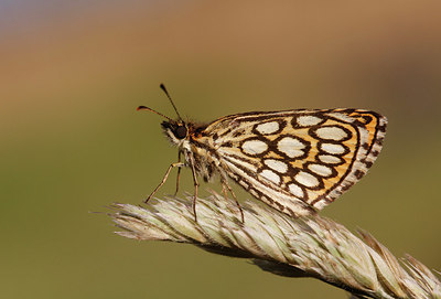 BUITEN BEELD Foto: 236293