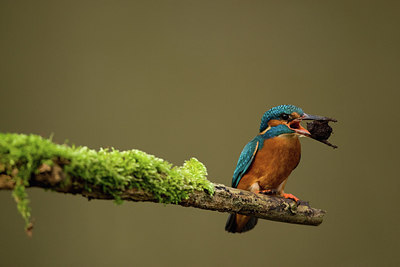 BUITEN BEELD Foto: 236298