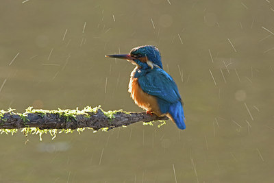 BUITEN BEELD Foto: 236304