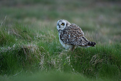 BUITEN BEELD Foto: 236307