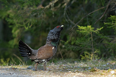 BUITEN BEELD Foto: 236312