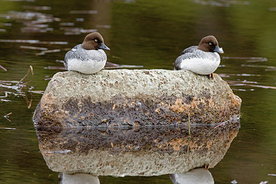 BUITEN BEELD Foto: 236314