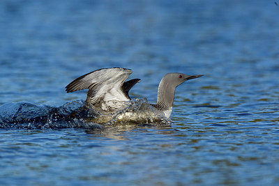 BUITEN BEELD Foto: 236315
