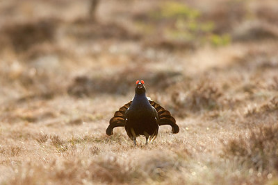 BUITEN BEELD Foto: 236328