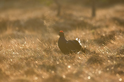 BUITEN BEELD Foto: 236334