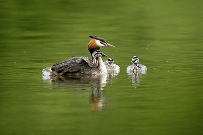 BUITEN BEELD Foto: 236349