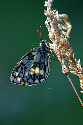 BUITEN BEELD Foto: 236359