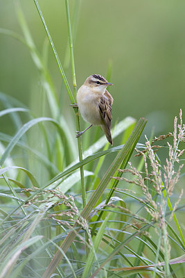 BUITEN BEELD Foto: 236393