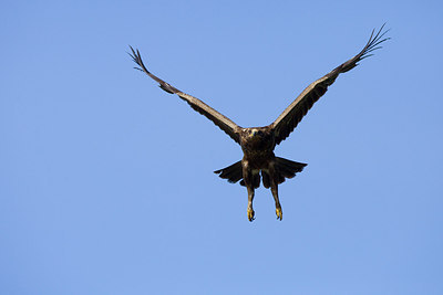 BUITEN BEELD Foto: 236399