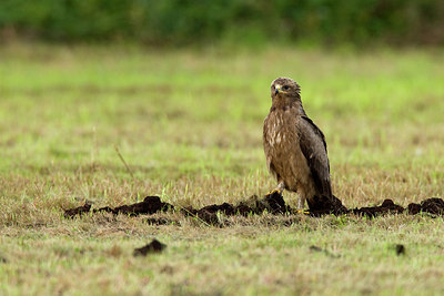 BUITEN BEELD Foto: 236403