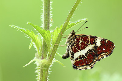 BUITEN BEELD Foto: 236414