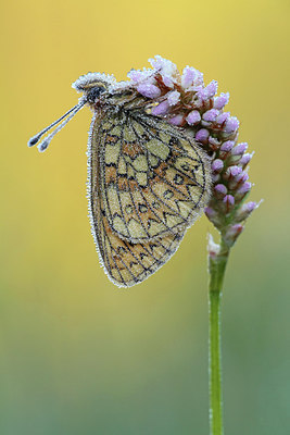 BUITEN BEELD Foto: 236417