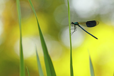 BUITEN BEELD Foto: 236421