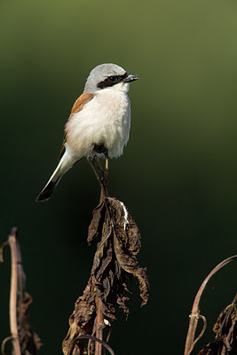 BUITEN BEELD Foto: 236430