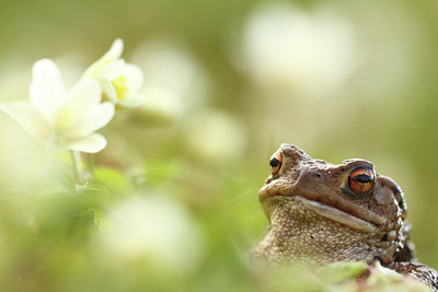 BUITEN BEELD Foto: 236447