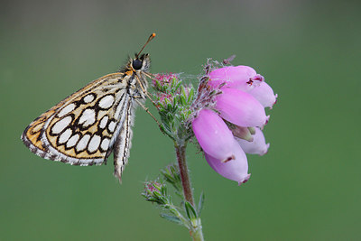 BUITEN BEELD Foto: 236454