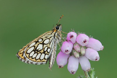 BUITEN BEELD Foto: 236455
