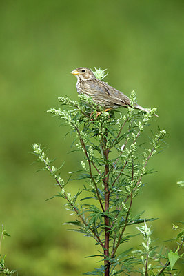 BUITEN BEELD Foto: 236465