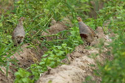 BUITEN BEELD Foto: 236466